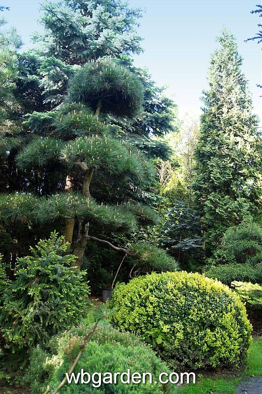 wbgarden spring 21.JPG